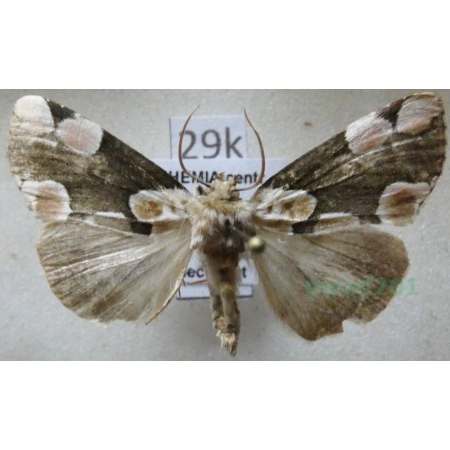 Thyatira batis (Linnaeus, 1758) Plamówka malinówka Czech29k